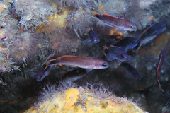 Trachinops caudimaculatus