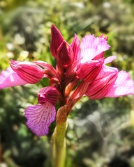 Anacamptis papilionacea grandiflora