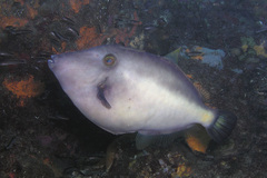 Meuschenia flavolineata