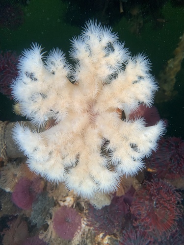 Giant Plumose Anemone, 2719 Tongass Ave, Ketchikan, AK, US, photo 9 of 10