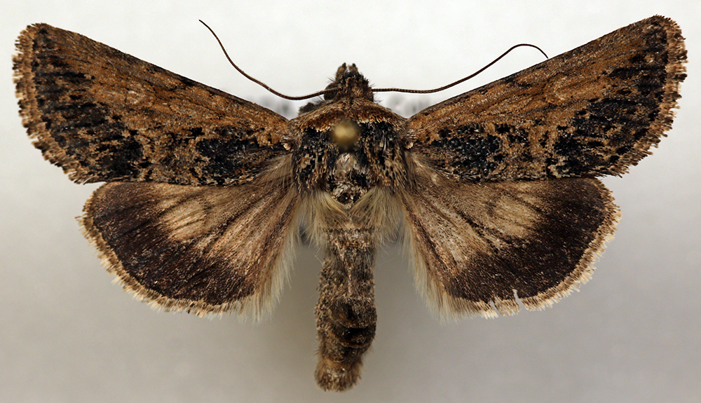 Sympistis coprocolor
