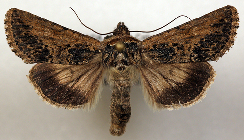 Sympistis coprocolor