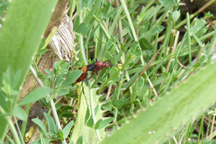 Compsocryptus melanostigma