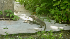 Varanus salvator macromaculatus