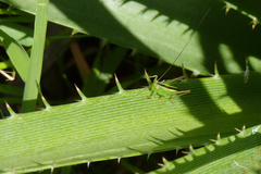 Conocephalus longipes