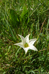 Jaborosa integrifolia