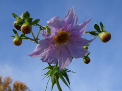Dahlia excelsa