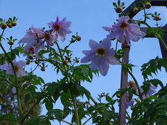 Dahlia excelsa