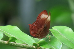 Abisara saturata kausambioides