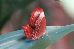 Abisara saturata kausambioides