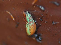 Cyphicerini