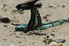 Graphium doson evemonides