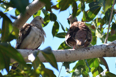 Columbina talpacoti