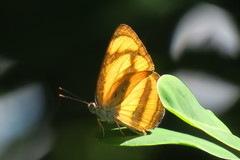 Pantoporia paraka