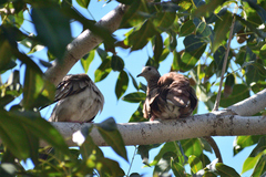 Columbina talpacoti