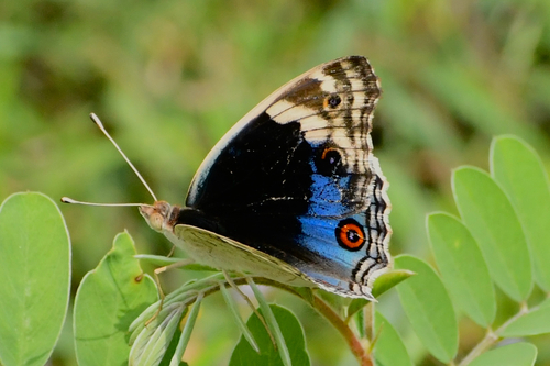Blue Pansy