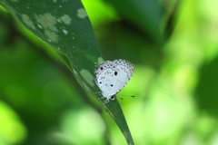 Megisba malaya sikkima