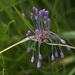 Allium carinatum carinatum - Photo (c) Andrea Schieber, alguns direitos reservados (CC BY-NC-SA)