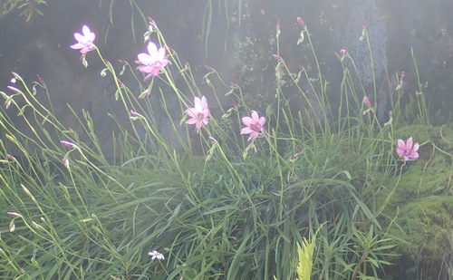 Image of Geissorhiza outeniquensis by (c) Nicola van Berkel, some rights reserved (CC BY-SA)