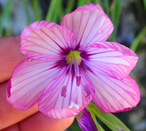 Geissorhiza outeniquensis