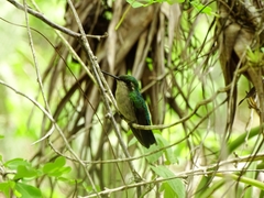 Chlorostilbon mellisugus