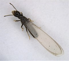 Reticulitermes virginicus