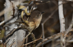 Newtonia brunneicauda