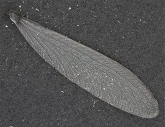 Reticulitermes virginicus