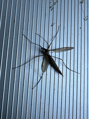 Unknown species found near W Saanich Rd, North Saanich, BC, CA