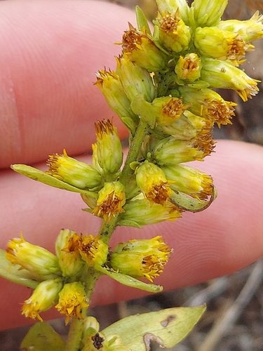 Rand's goldenrod (Solidago randii)
