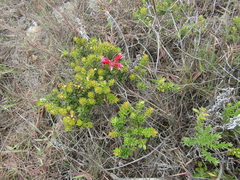 Bejaria resinosa