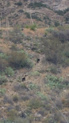 Ursus americanus eremicus