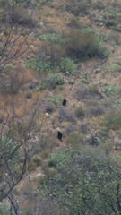 Ursus americanus eremicus