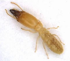 Reticulitermes virginicus