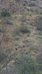 Ursus americanus eremicus