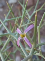 Moricandia spinosa image