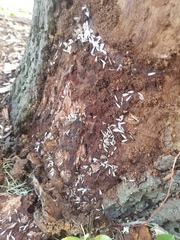 Reticulitermes virginicus