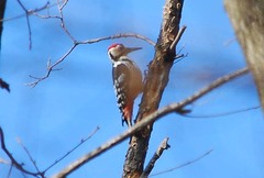 Dendrocopos leucotos