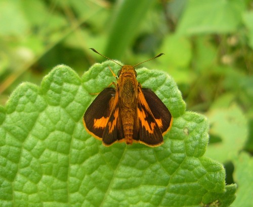 Indian Dartlet