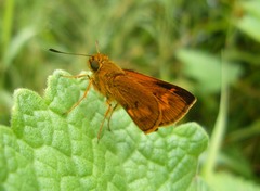 Oriens goloides
