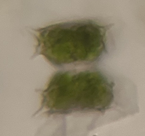 Staurastrum quadrangulare var. armatum