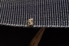 Dendryphantes mordax