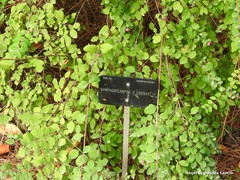 Symphoricarpos × chenaultii