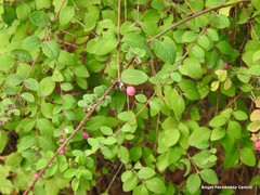 Symphoricarpos × chenaultii