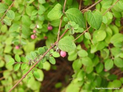 Symphoricarpos × chenaultii