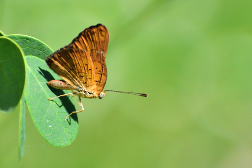 Curve-winged Metalmark