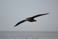 Macronectes giganteus