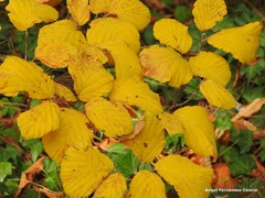 Hamamelis × intermedia