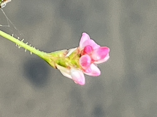Persicaria dichotoma iNat (3)