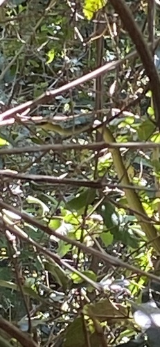 Common Tree Snake sighting